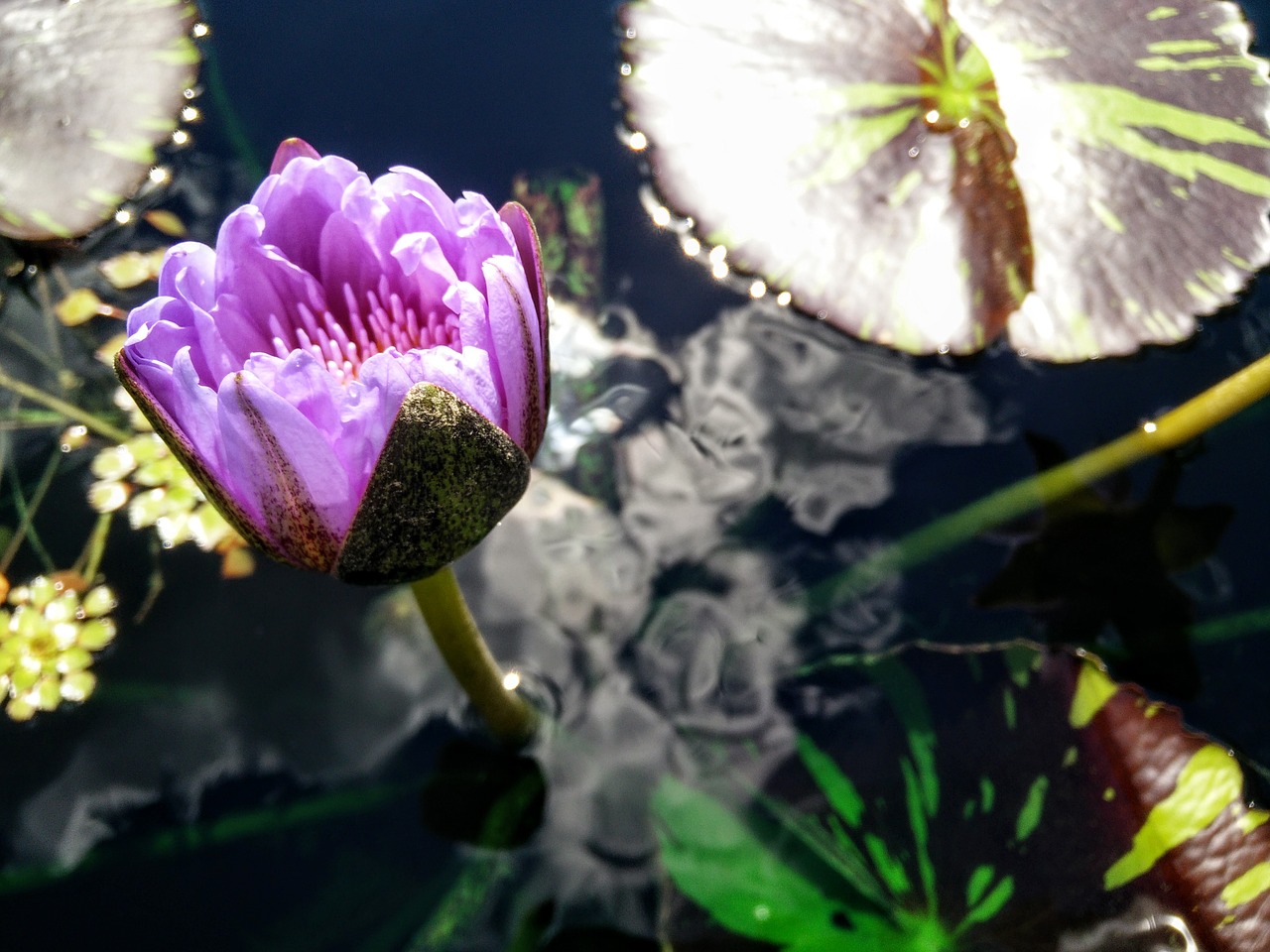 lily lily pad bloom free photo