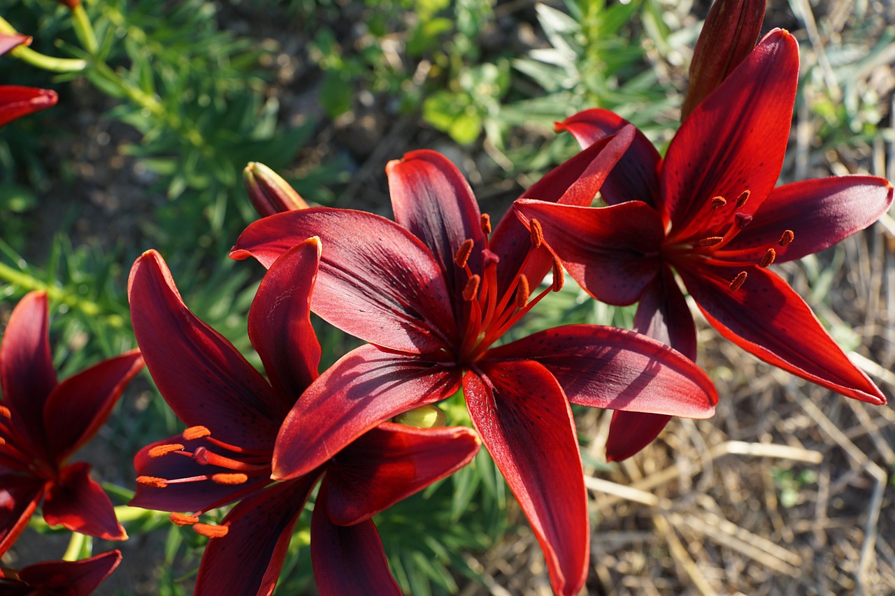 lily bordo flower free photo