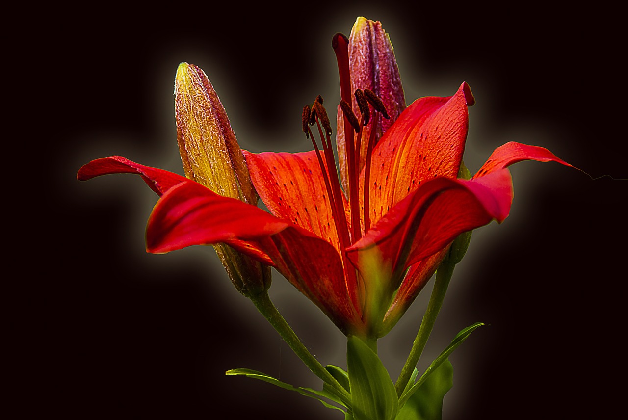 lily daylily flower free photo