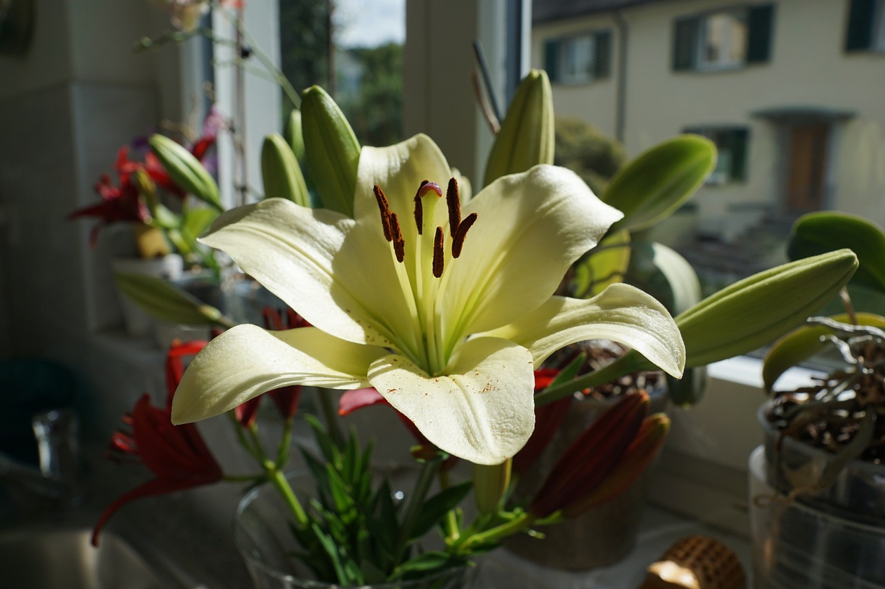 lily flower blossom free photo