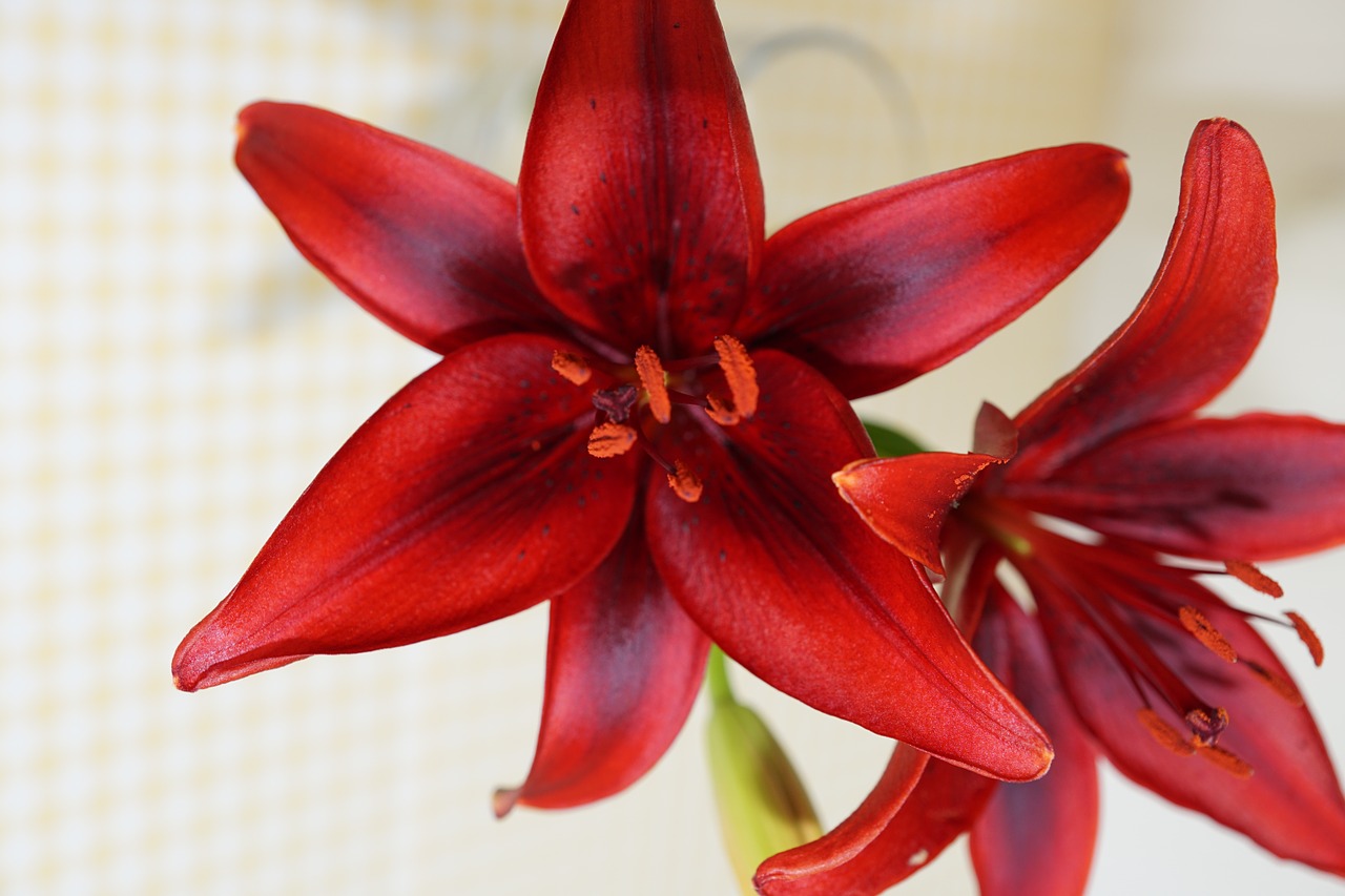 lily red plant free photo