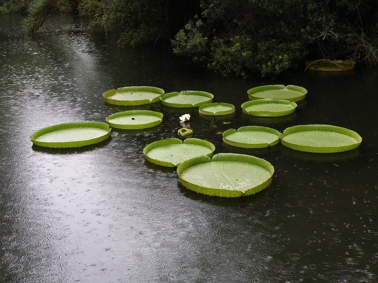 lily pads giant free photo