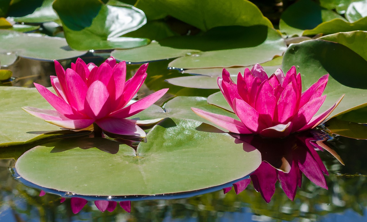 lily water pink free photo