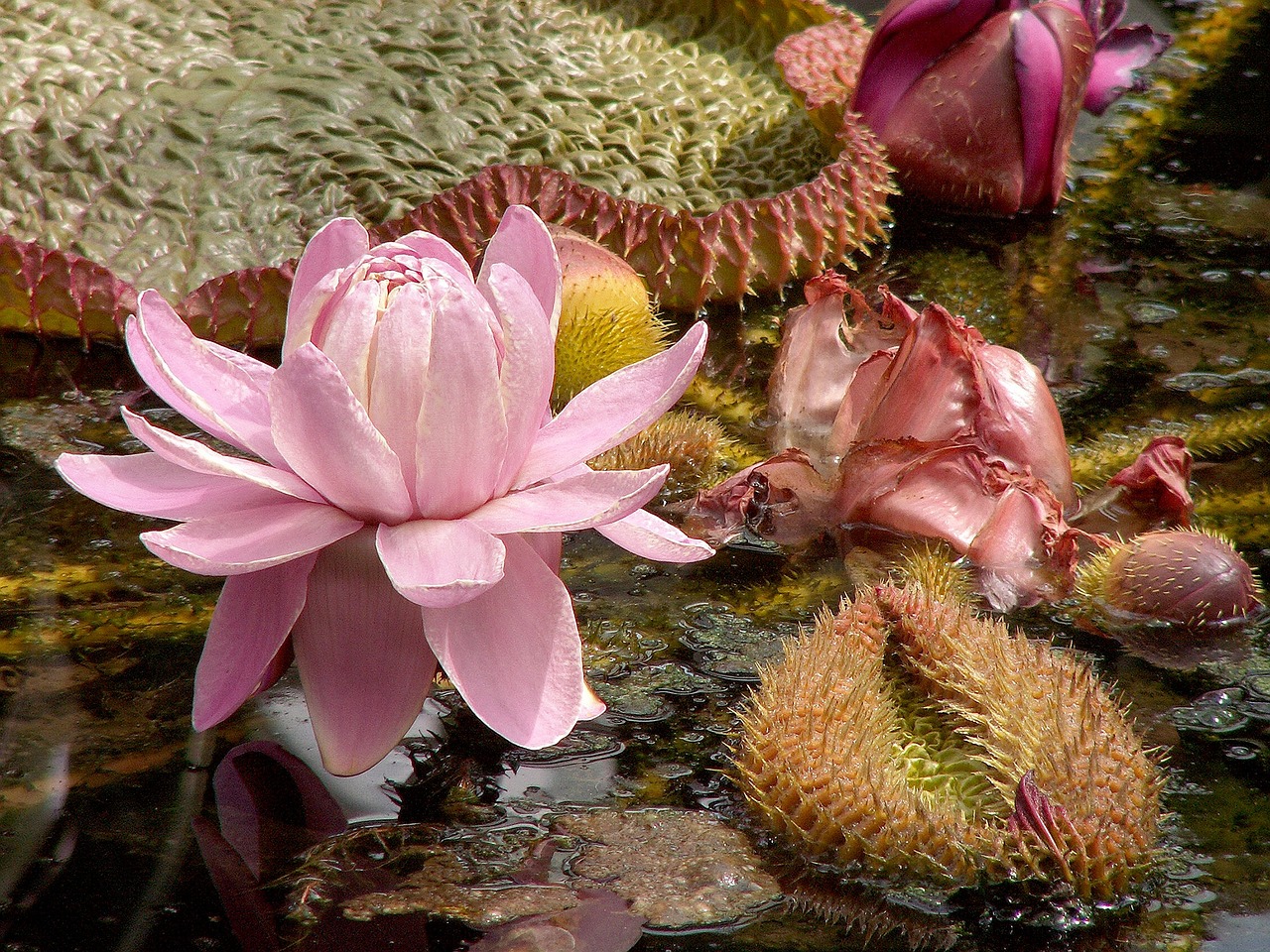 lily water lily victoria lily free photo