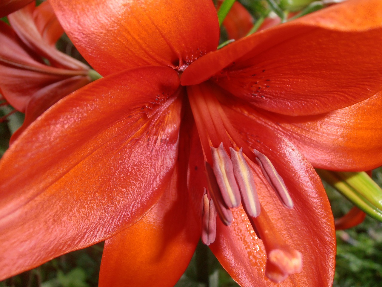 lily flowers red free photo