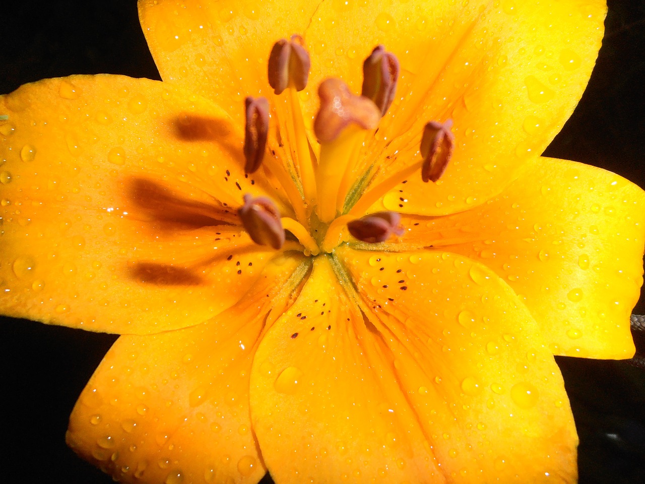 lily flowers yellow free photo