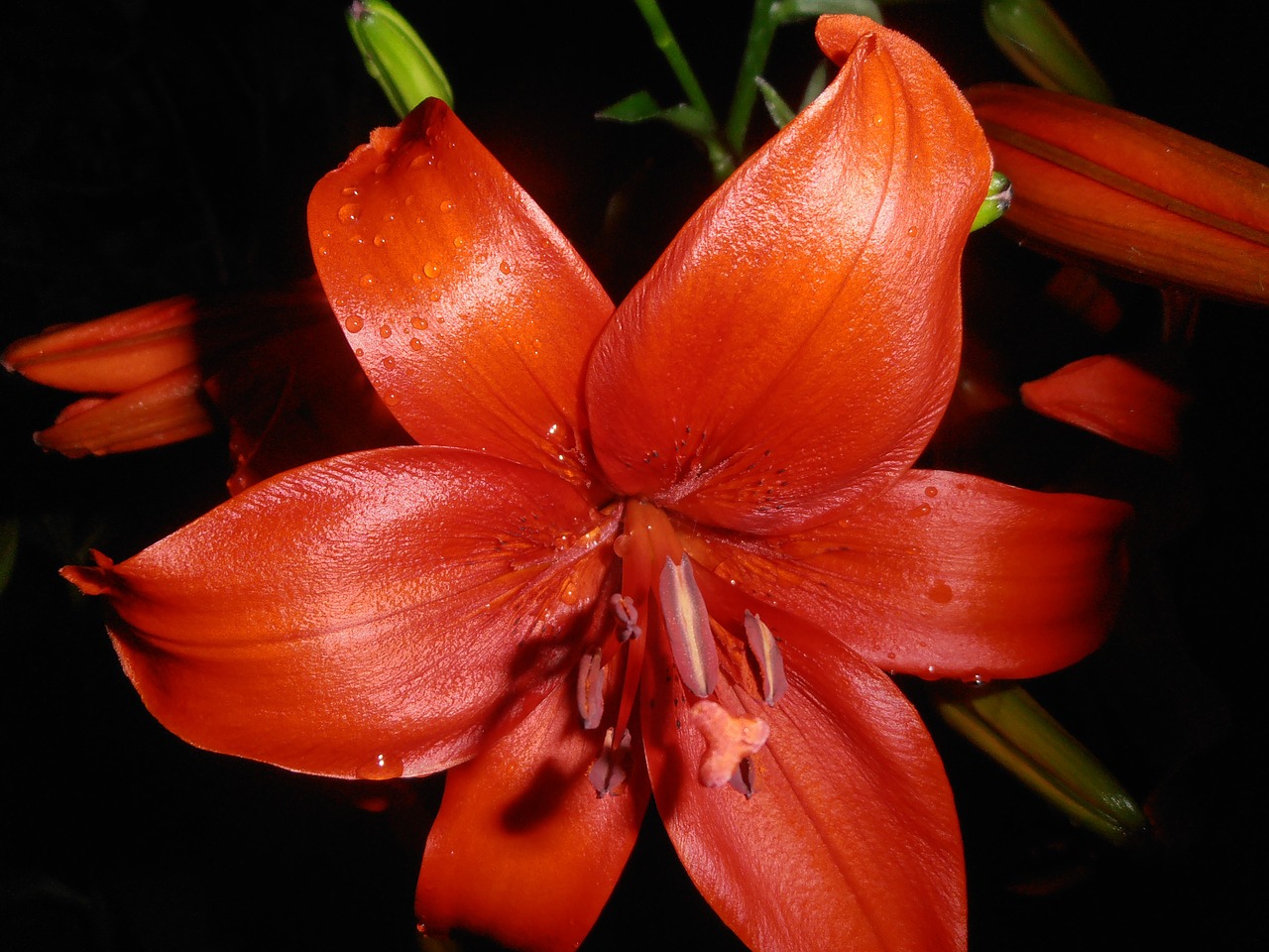 lily flowers red free photo