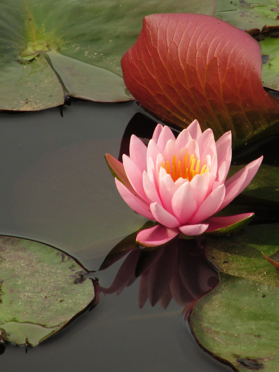 lily water lily lilies free photo