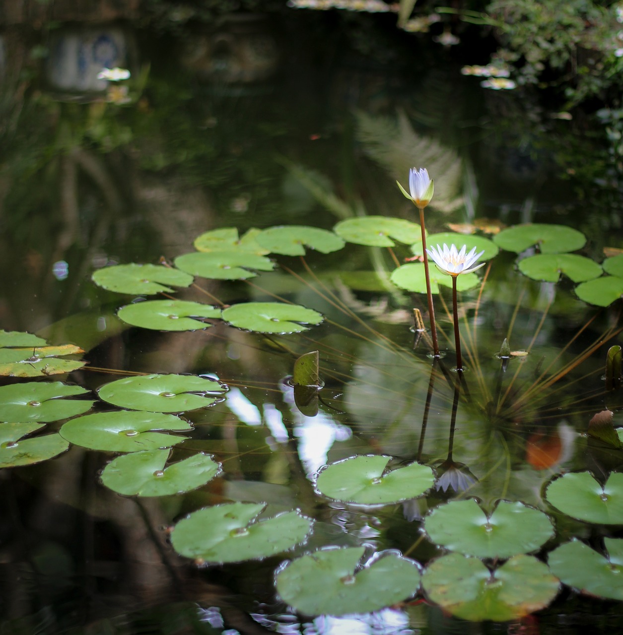 lily flower pond free photo