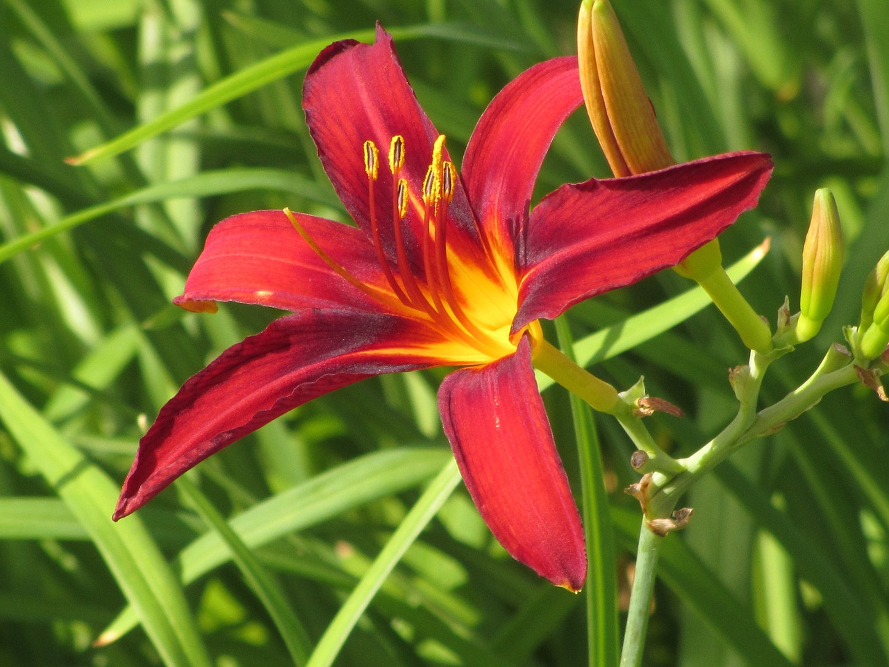 lily flower nature free photo