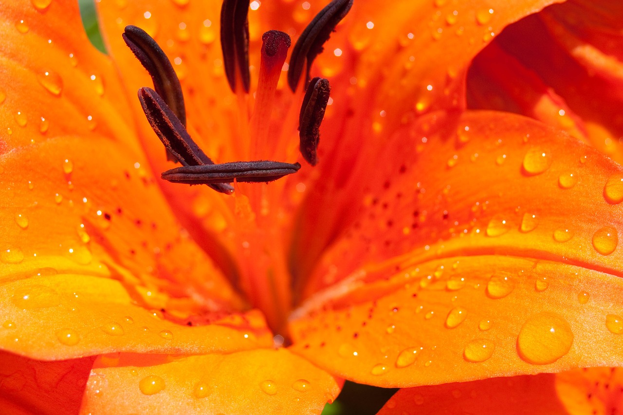 lily flower blossom free photo