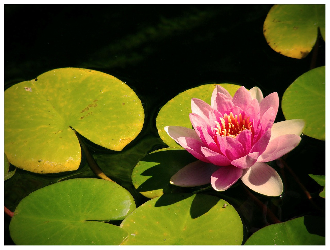 lily water lily pink free photo