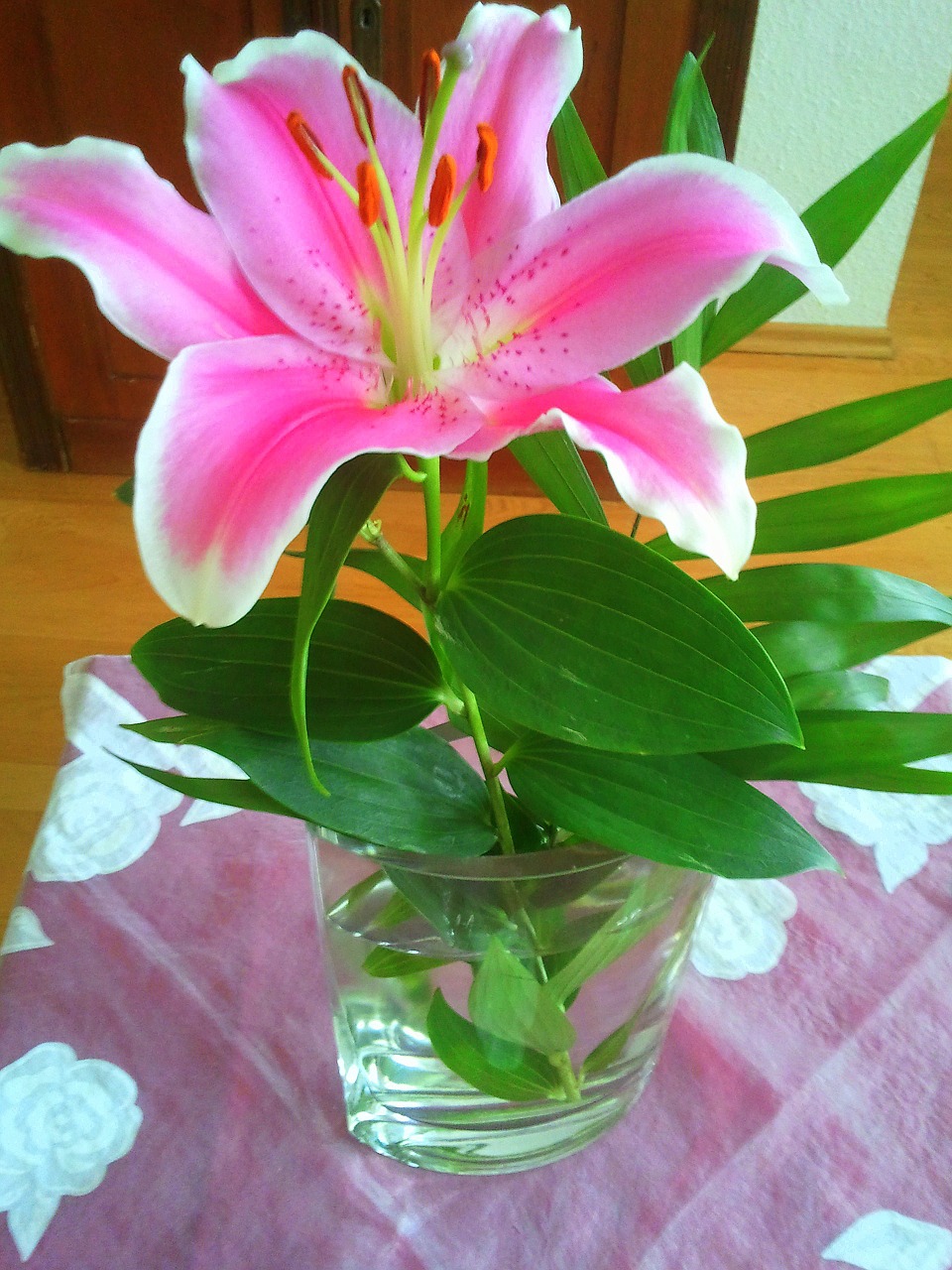 lily bloom vase free photo
