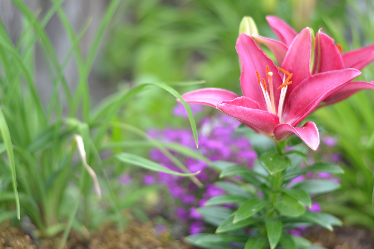 lily pink flower free photo