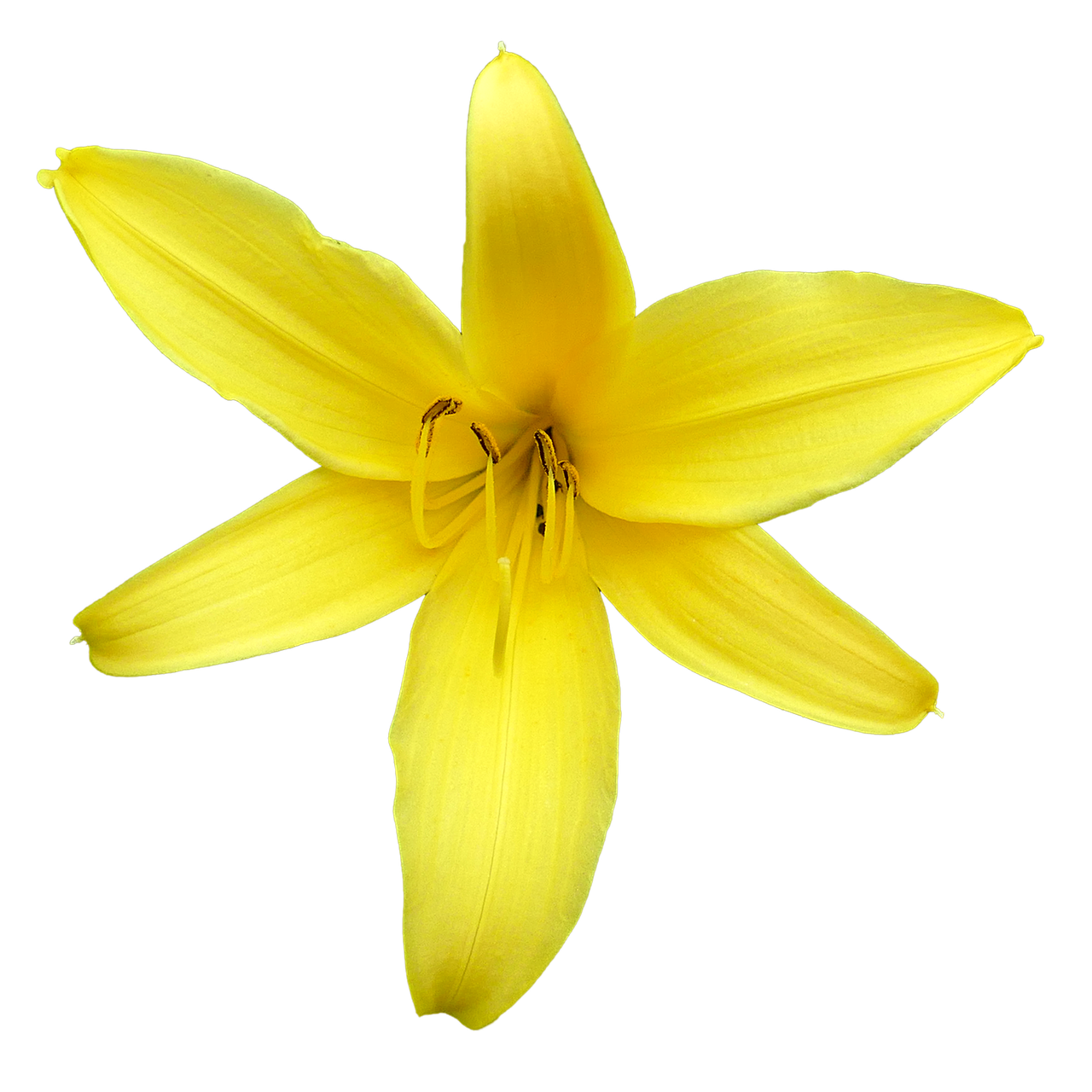 lily blossom flower yellow free photo