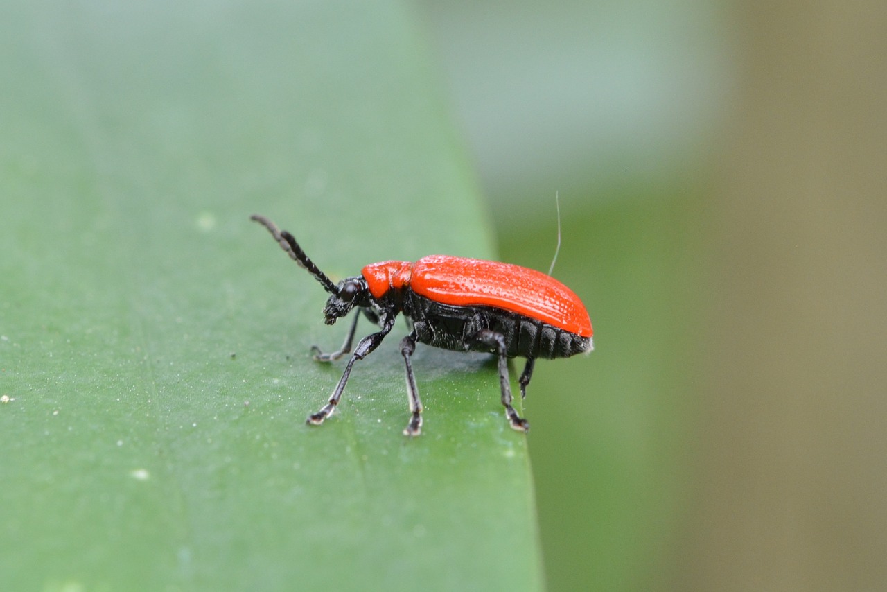 lily chicken leaf beetle criocerinae free photo