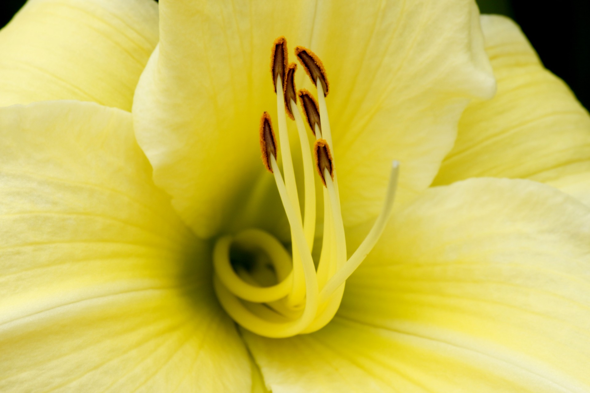 lily asiatic petals free photo