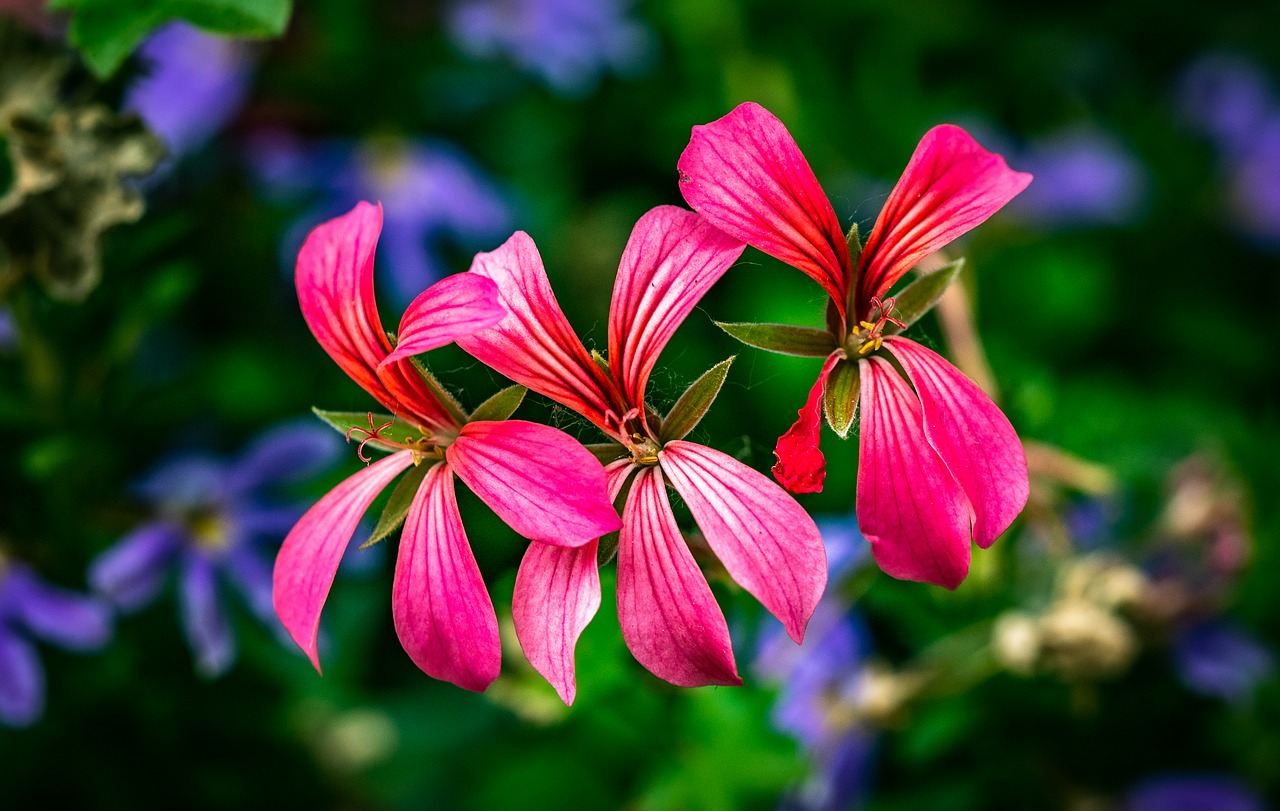 lily family  flower  blossom free photo