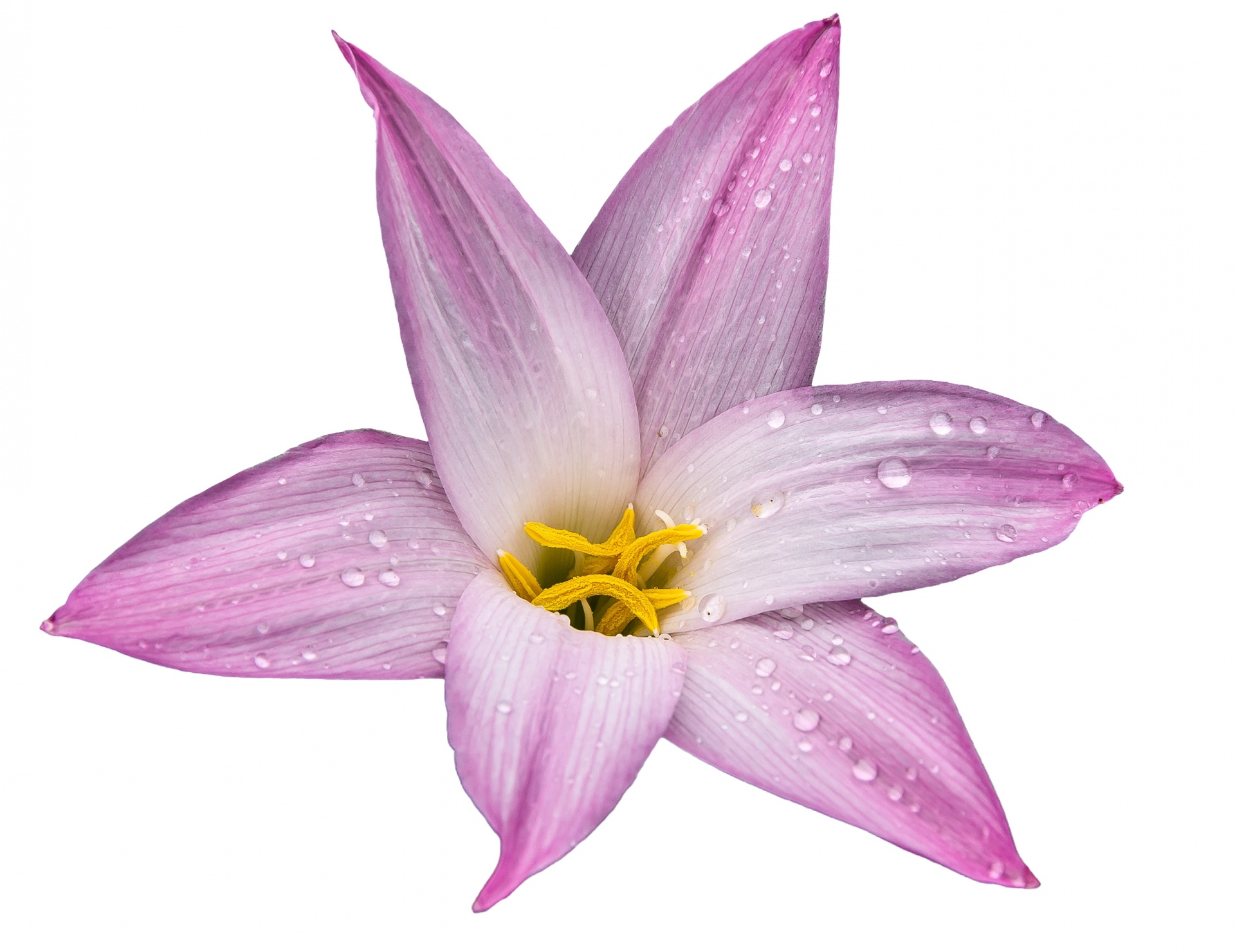 lily flower bloom free photo