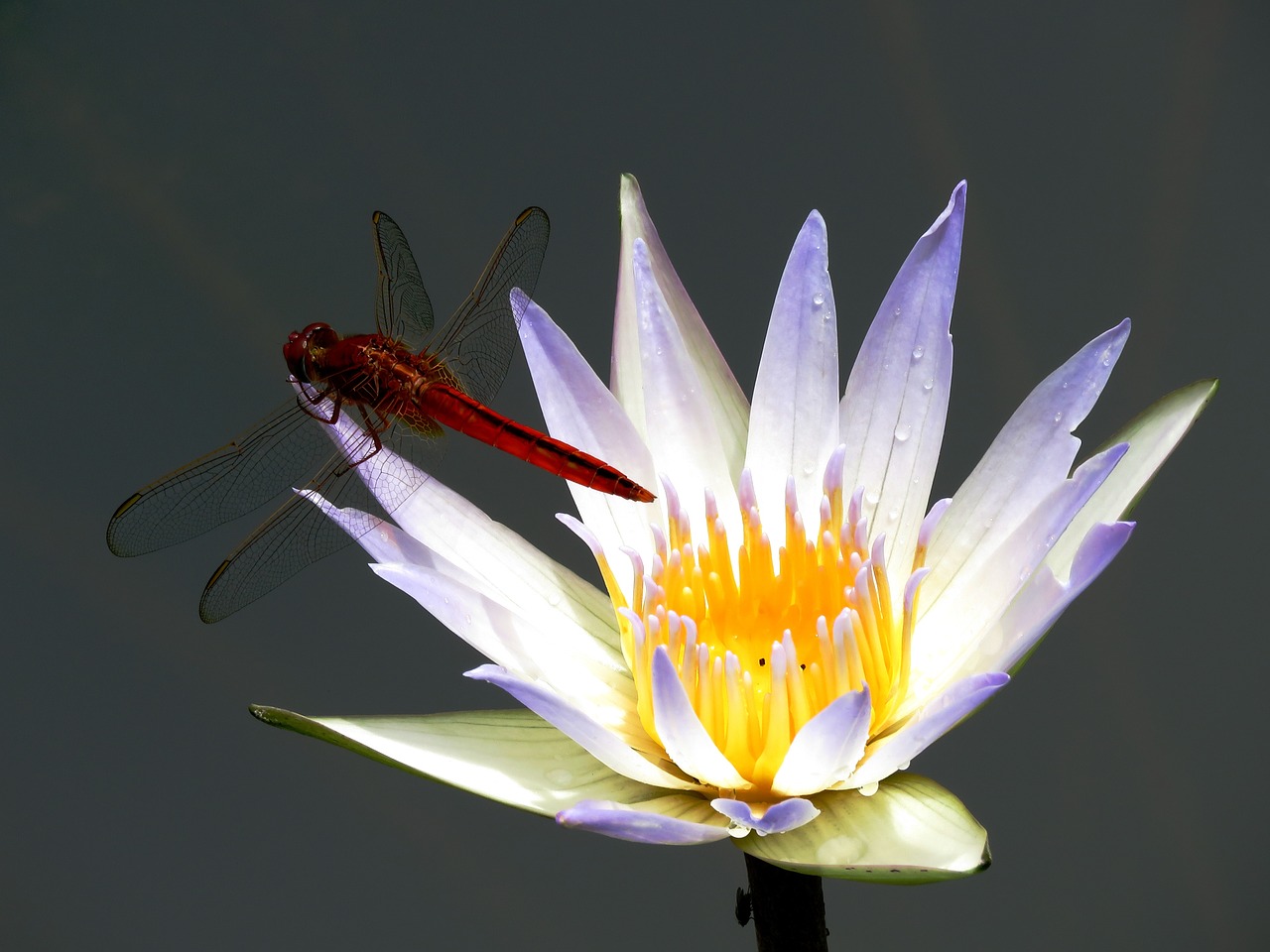 lily flower dragon fly white free photo
