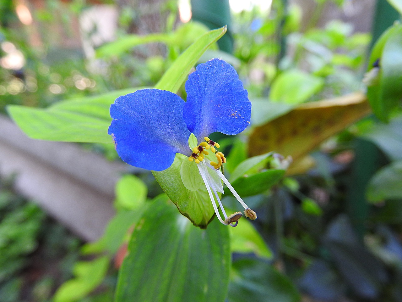 lily flower blue flower wild flower free photo