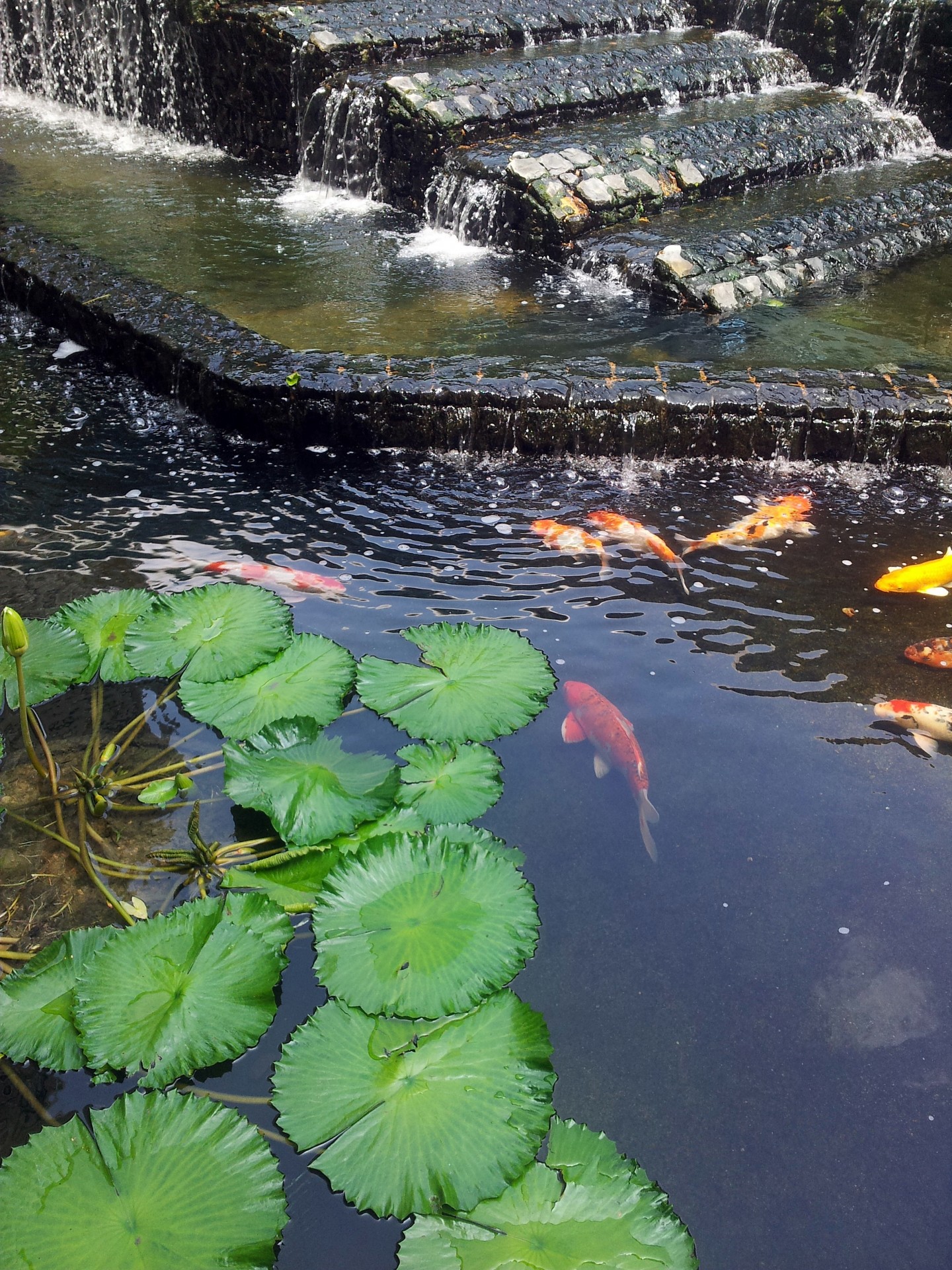 lily flower gold fish lily flower and gold fish free photo