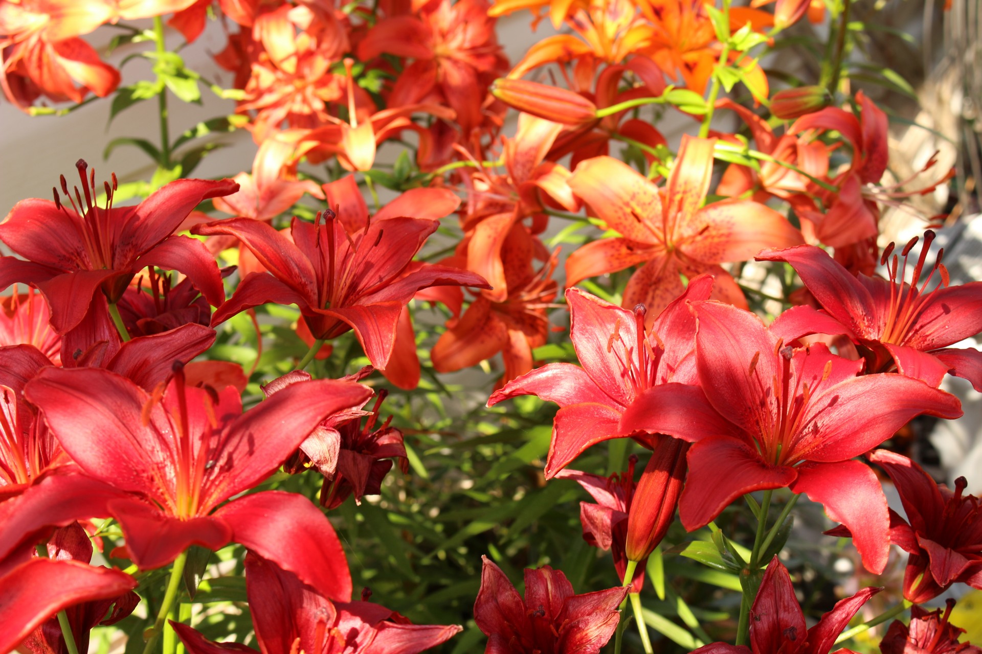 lily flowers red orange free photo