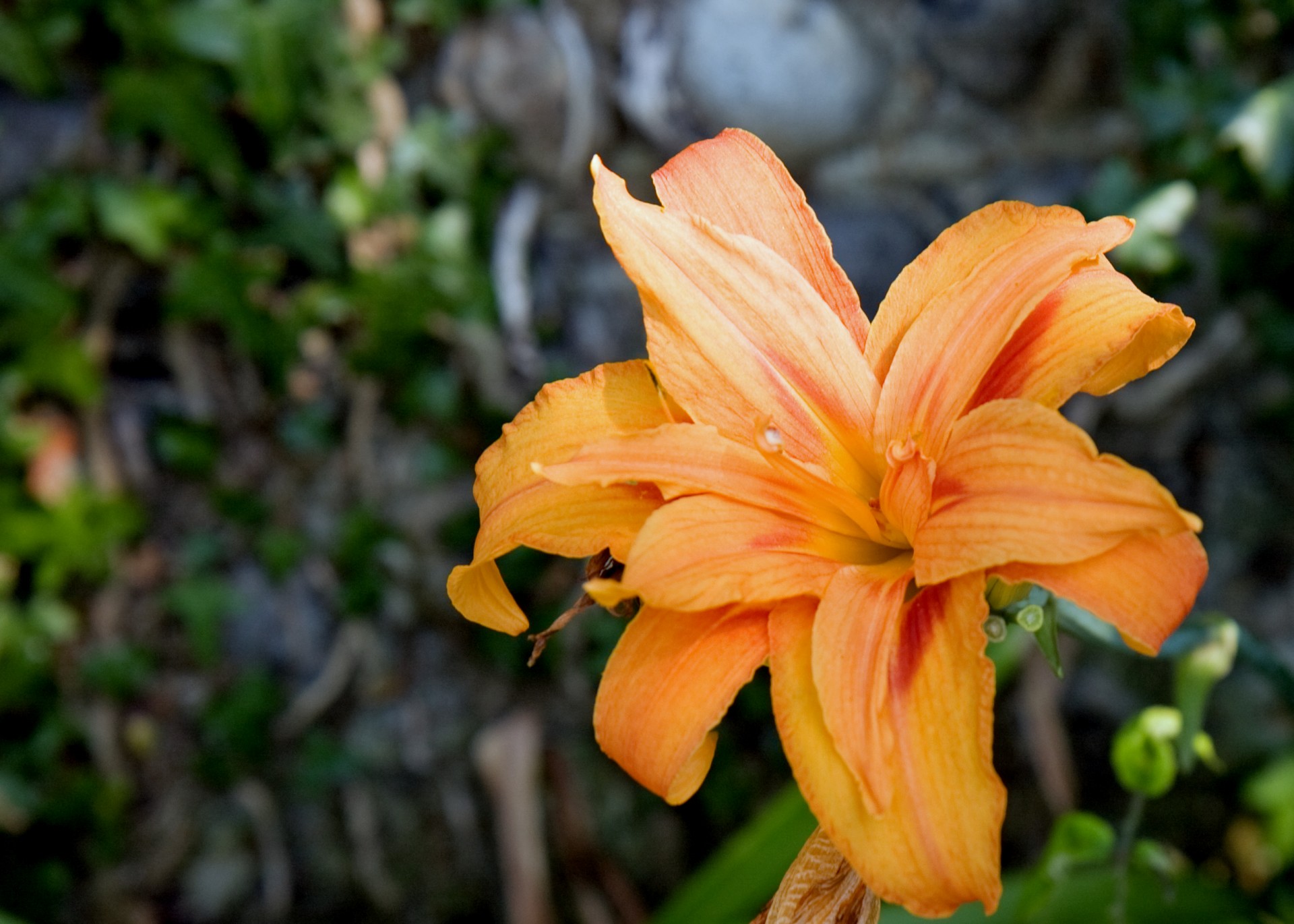 flower lily orange free photo