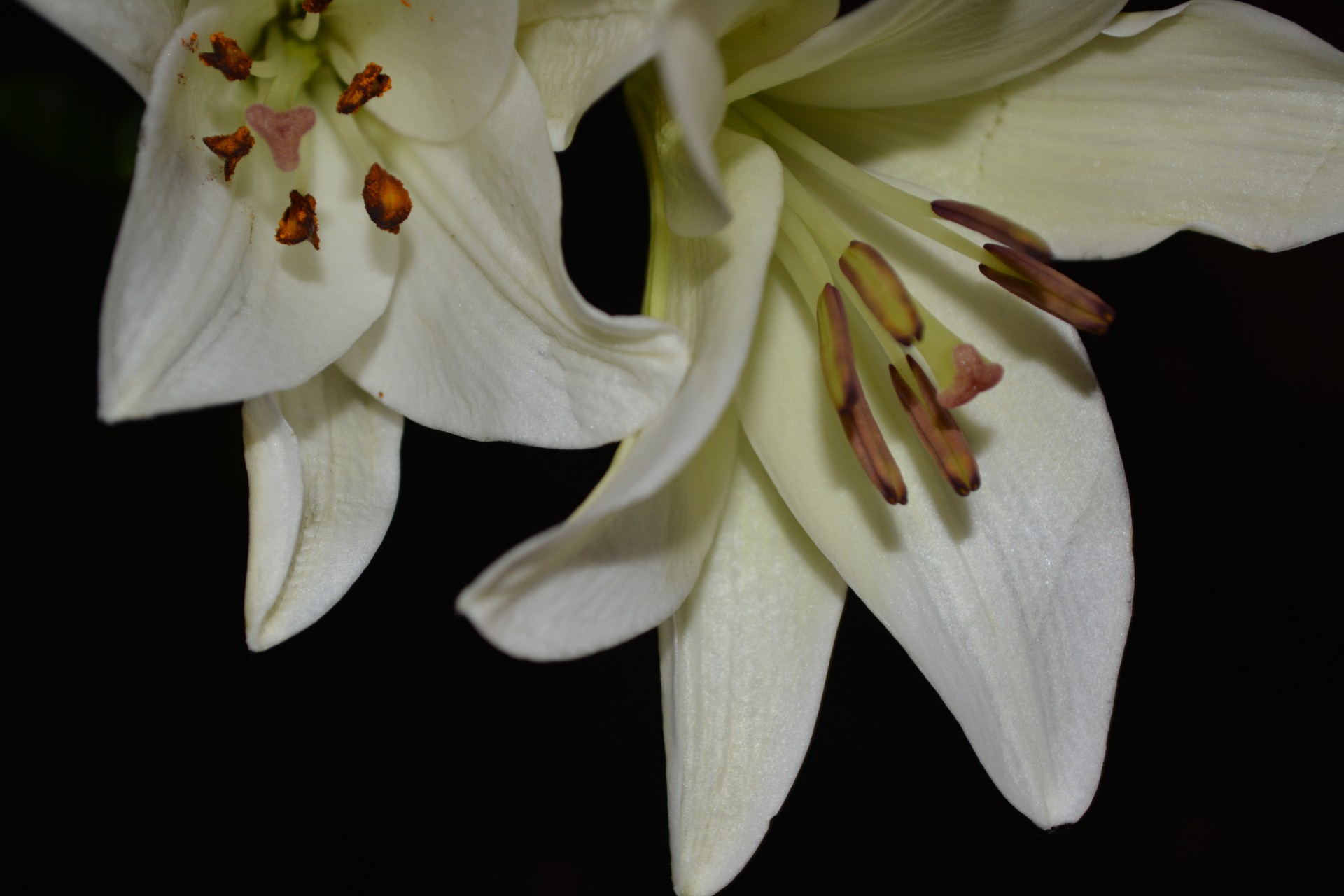 flower macro flora free photo