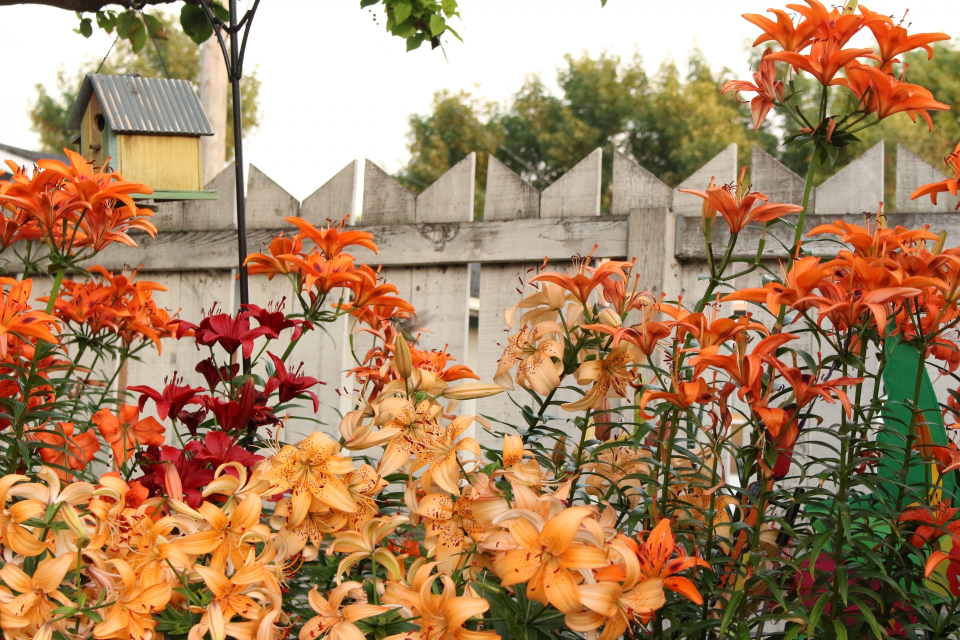 lily flowers color free photo