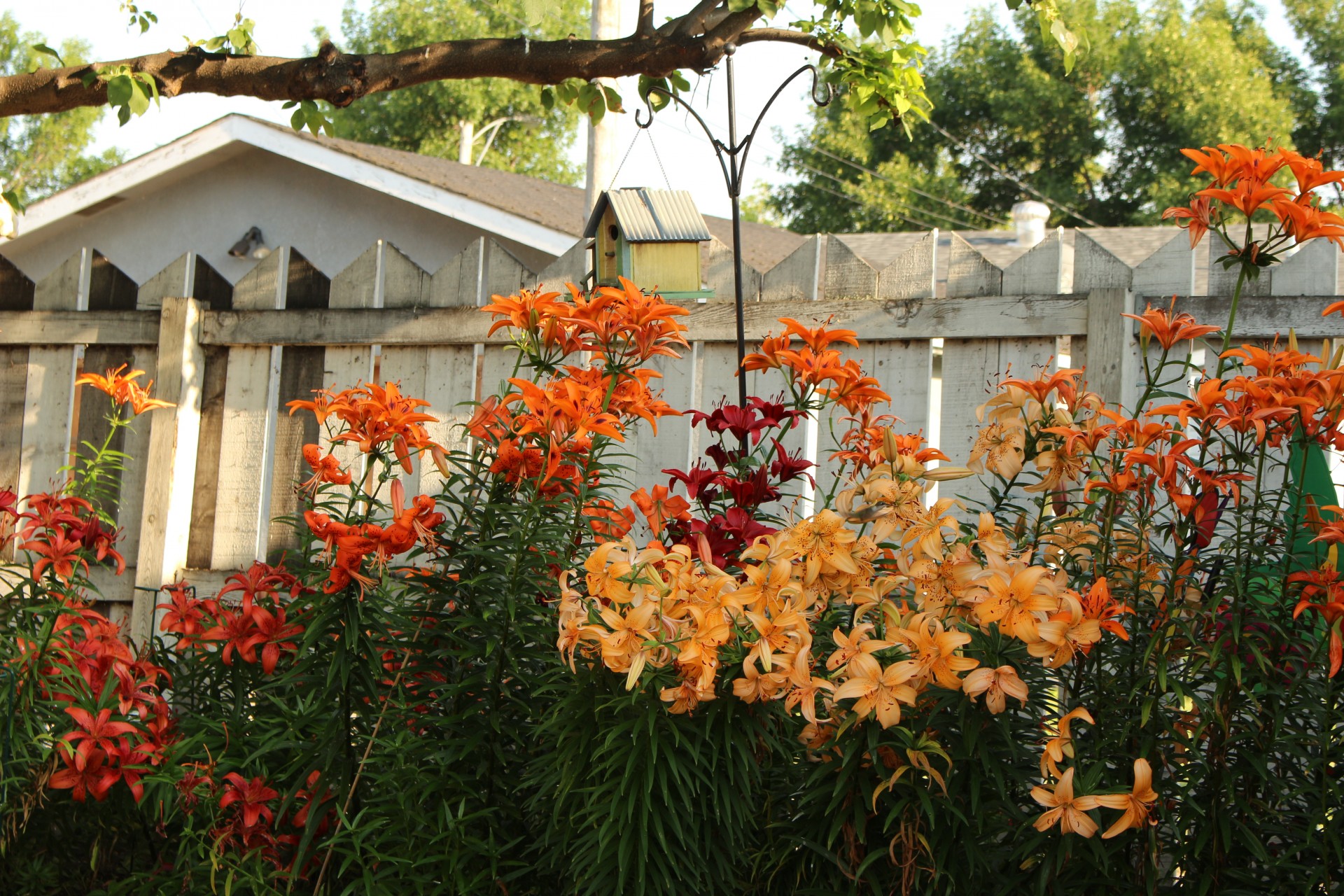 lily flowers color free photo