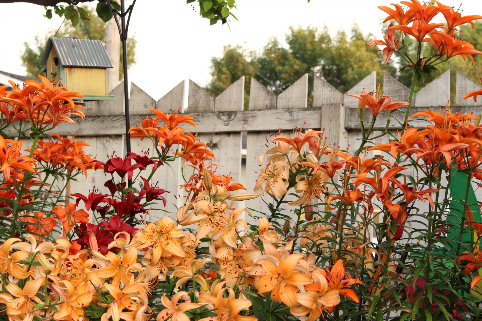 lily flowers color free photo