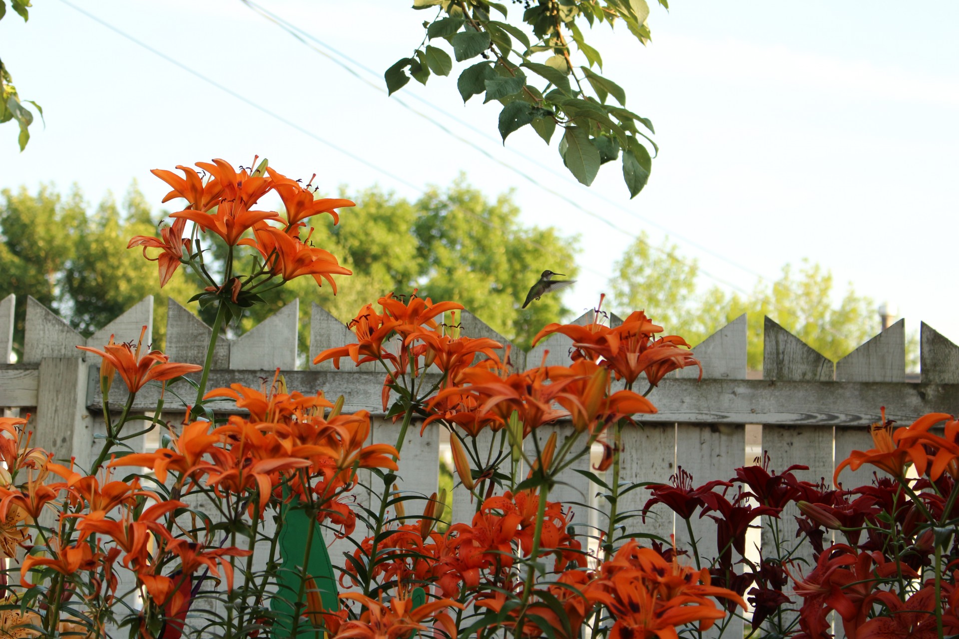 lily flowers color free photo