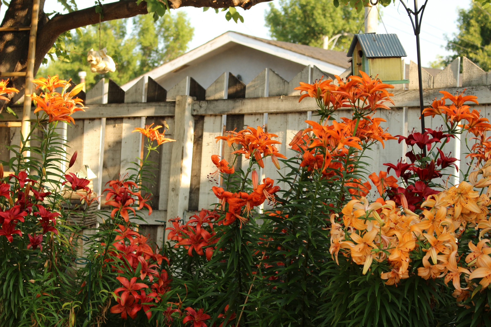 lily flowers color free photo