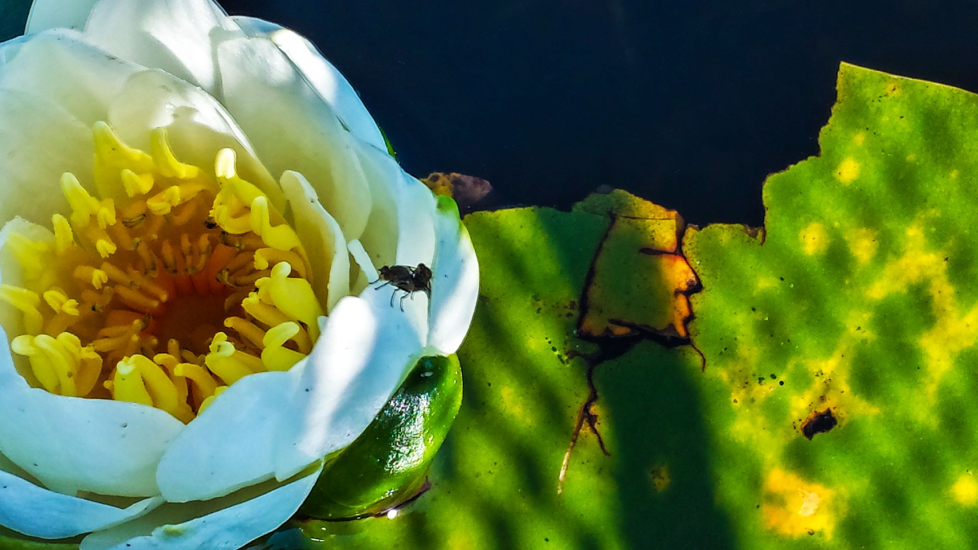 lily flower lily fly free photo