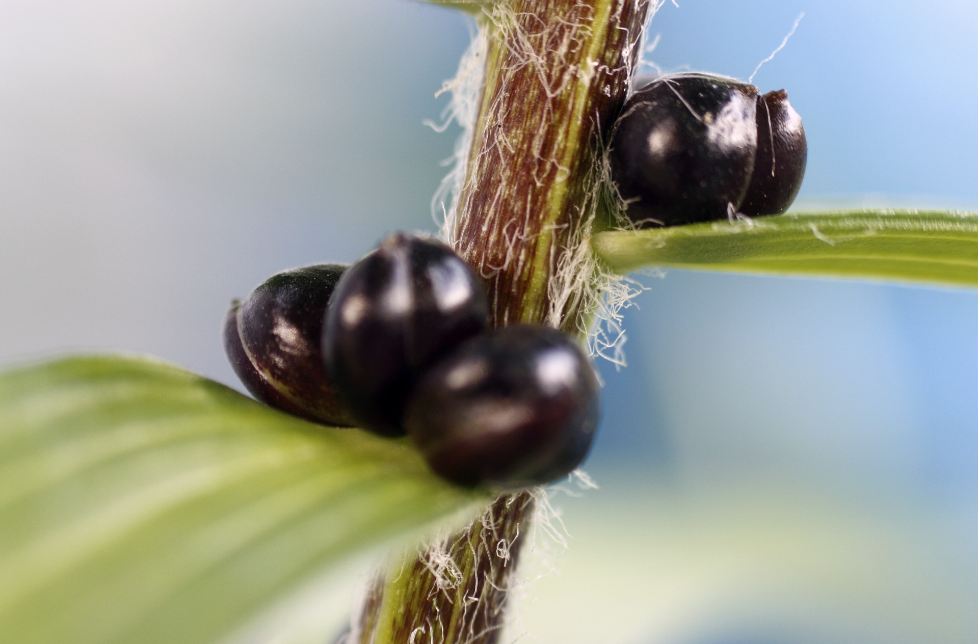 fruit lily macro free photo