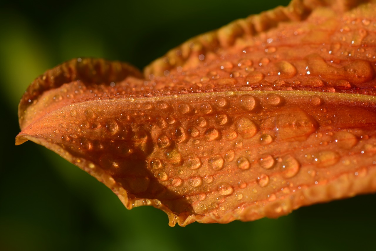 lily leaf  moist  wet free photo