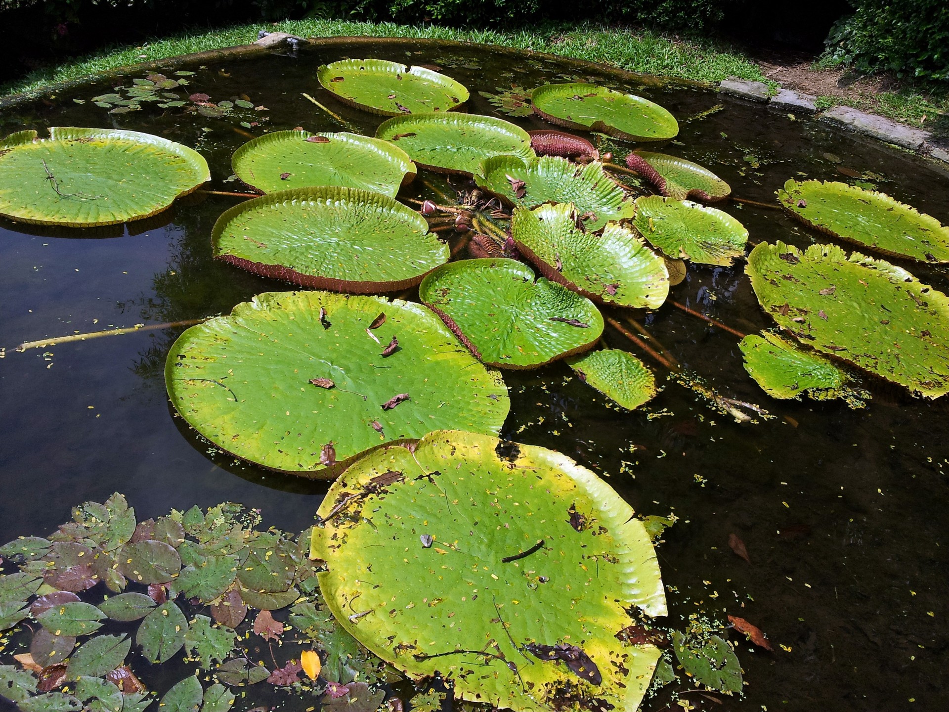 lily leaves pond lily leaves on the pond free photo