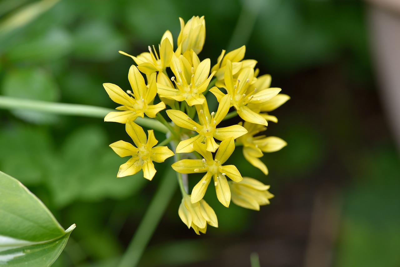 lily leek flower blossom free photo