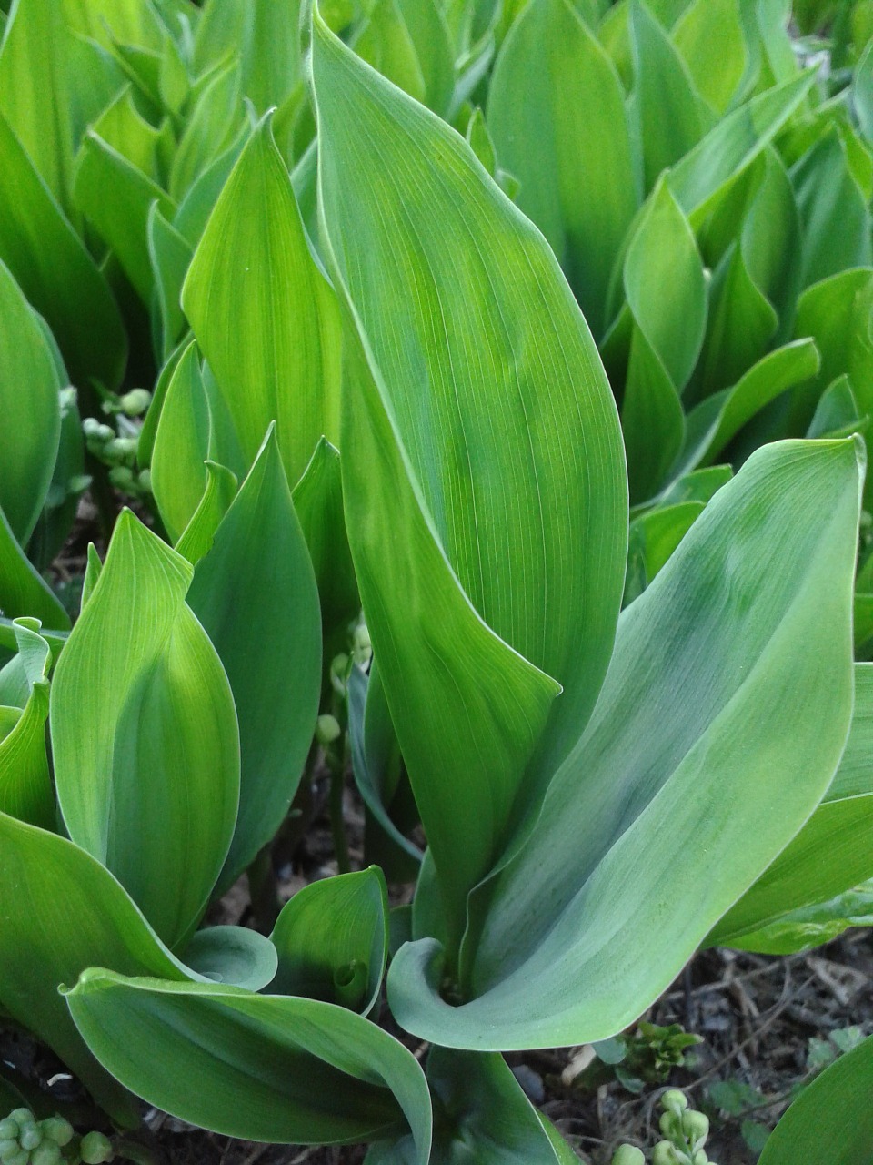 lily of the valley green plant free photo