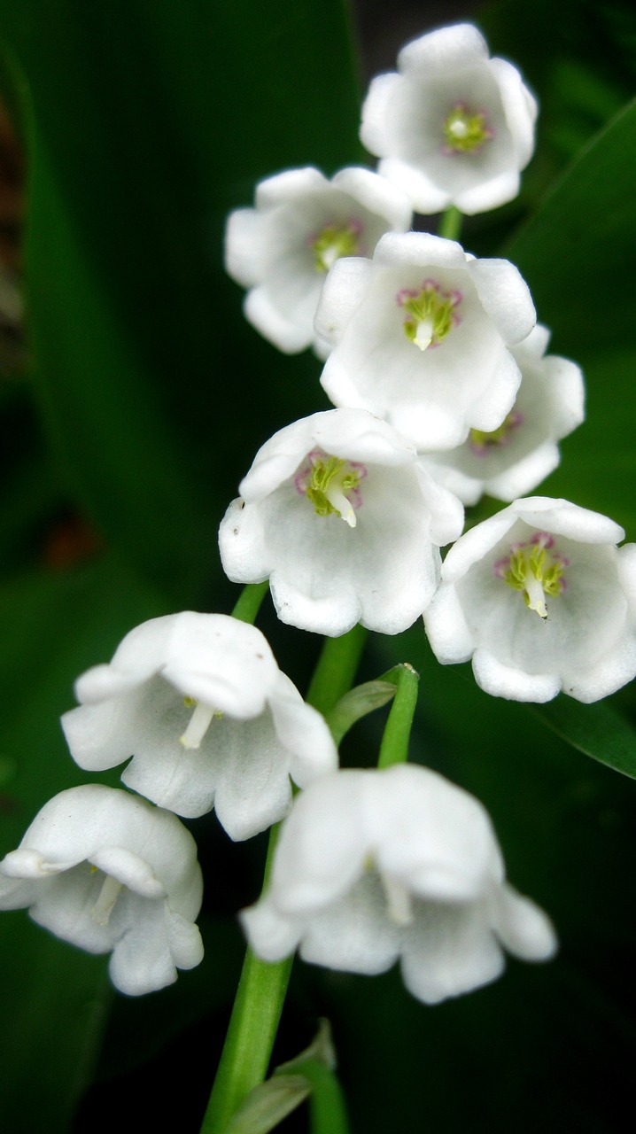 lily of the valley spring summer free photo