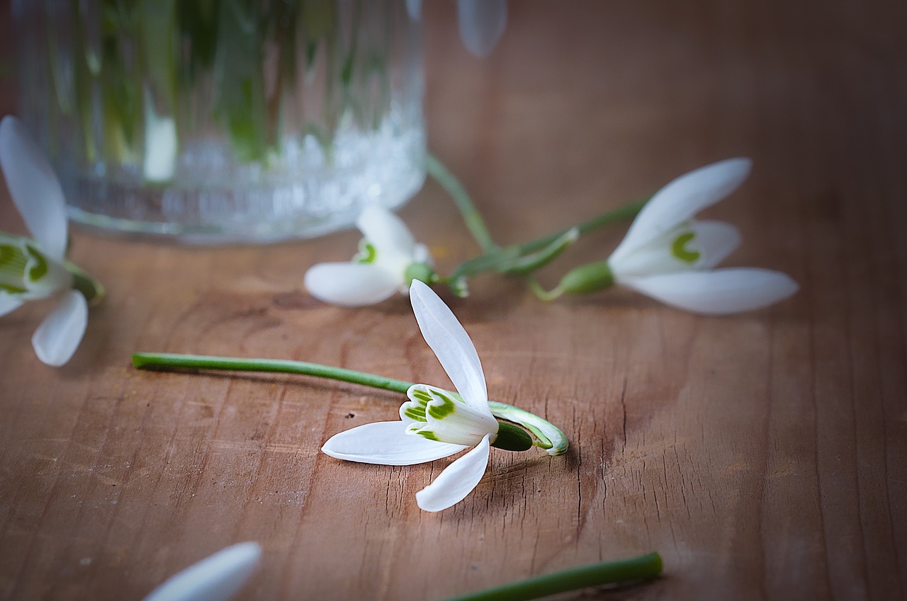 snowdrop flower spring flower free photo