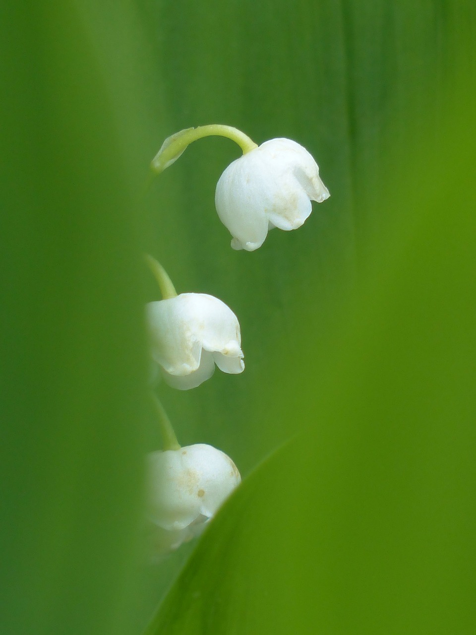 lily of the valley blossom bloom free photo