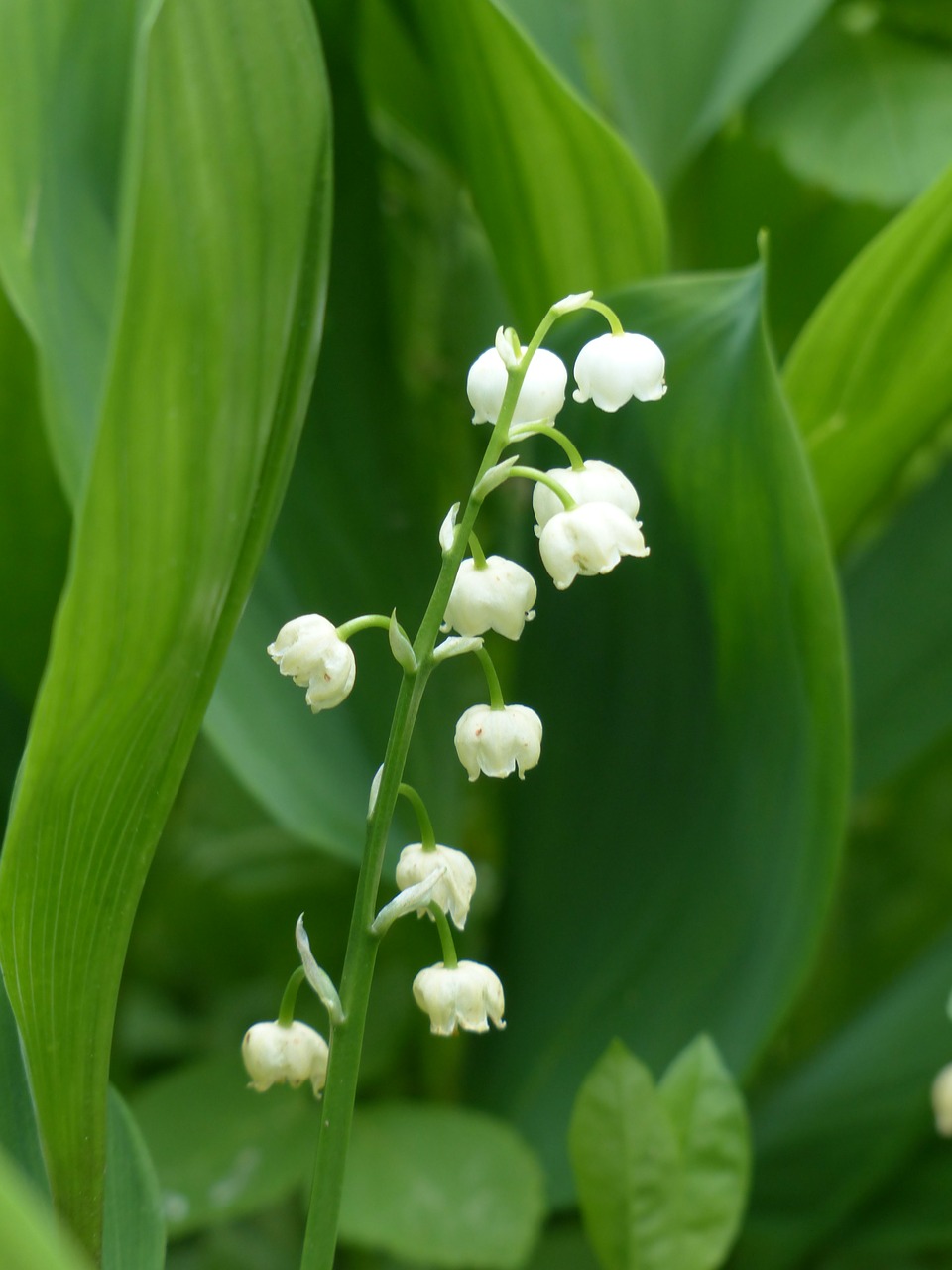 lily of the valley blossom bloom free photo