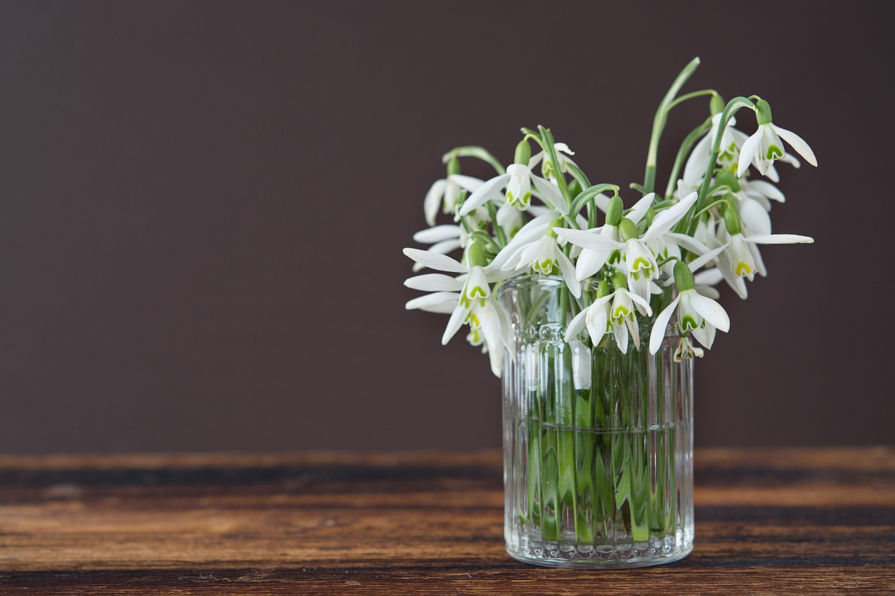 snowdrop flower vase free photo