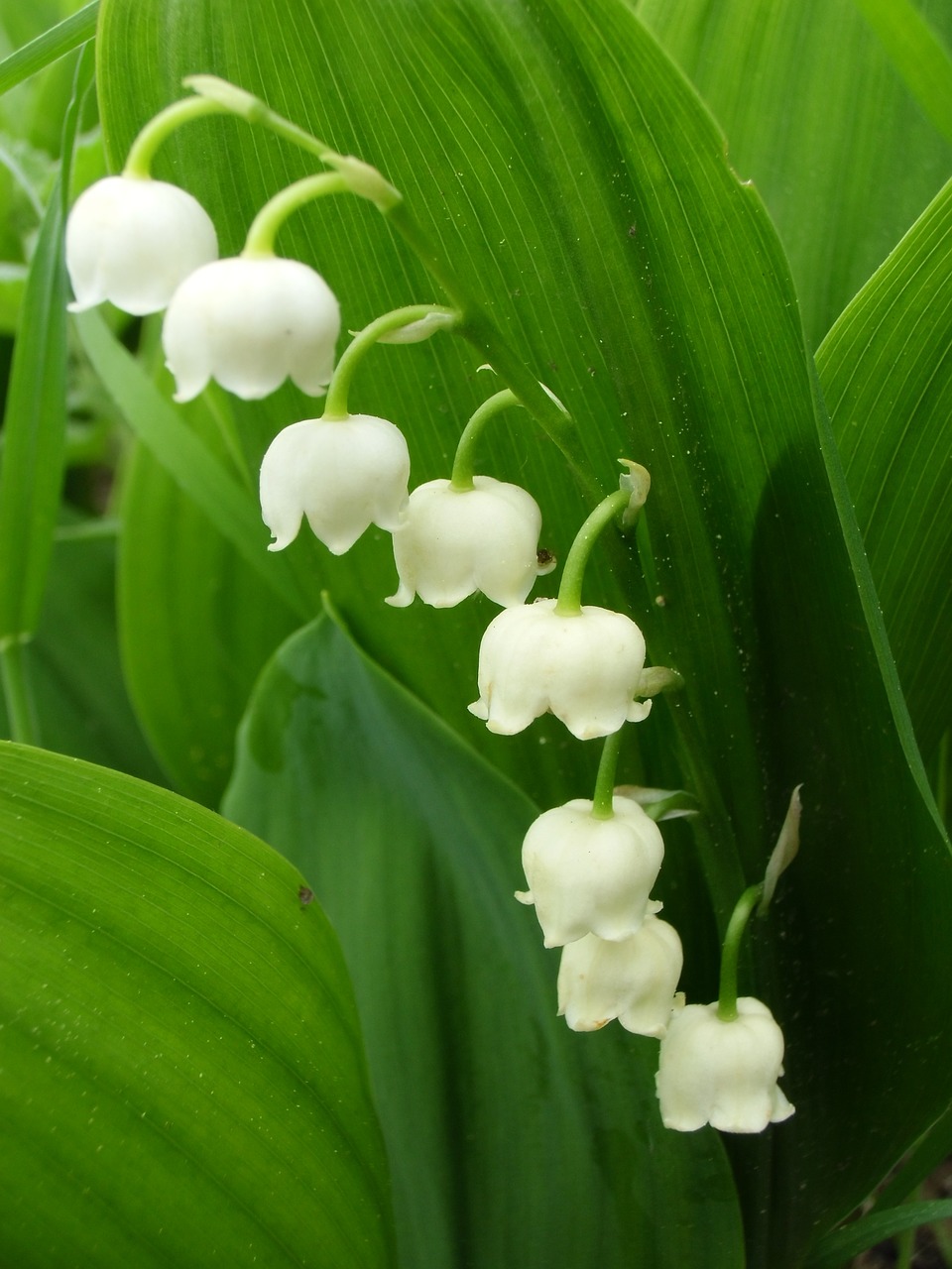 lily of the valley toxic flower free photo