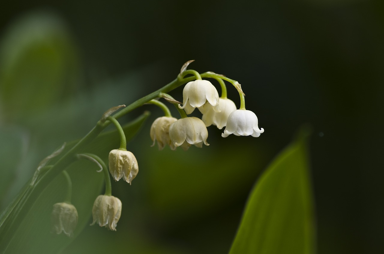 lily of the valley may white free photo