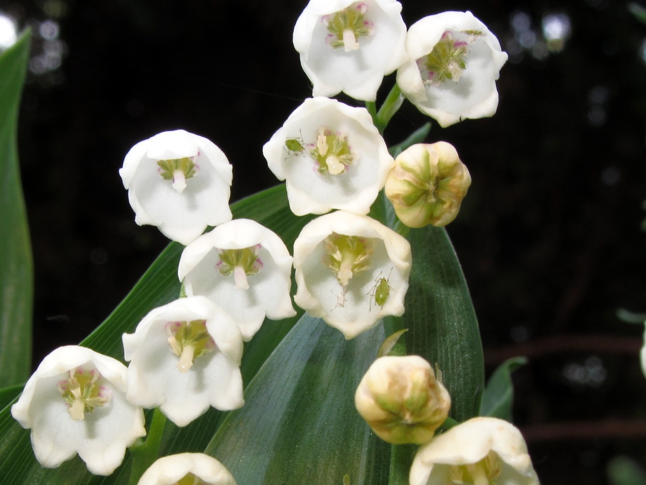 lily of the valley spring nature free photo