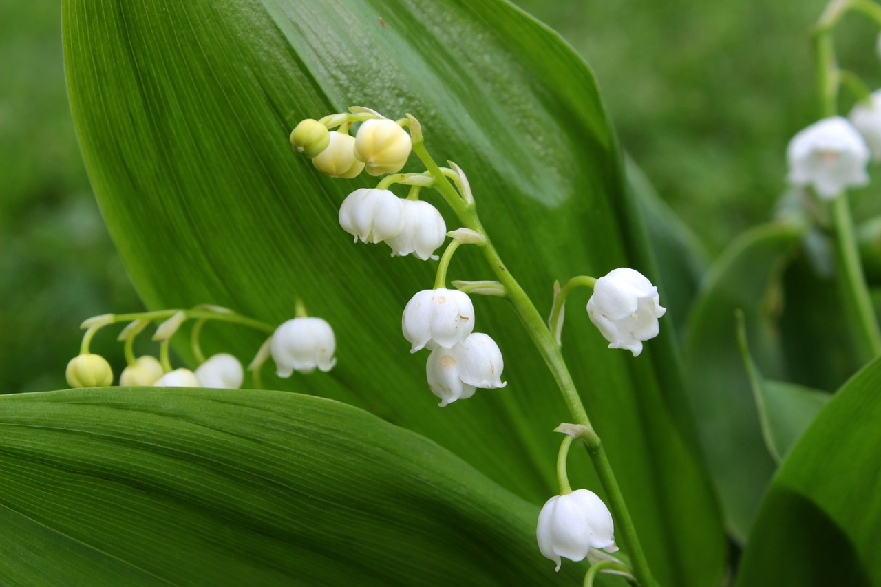 lily of the valley convallaria majalis flower free photo