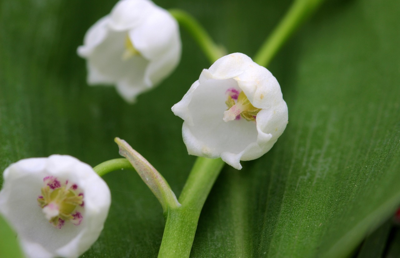 lily of the valley convallaria majalis flower free photo